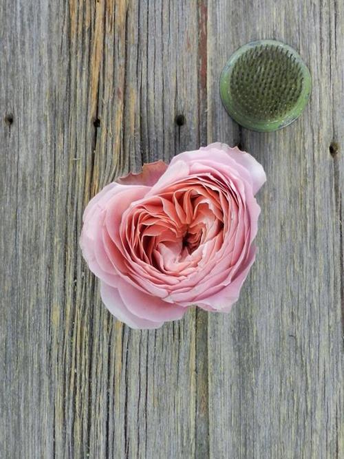 ROMANTIC ANTIQUE CORAL GARDEN ROSES